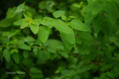 Leptopus cordifolius